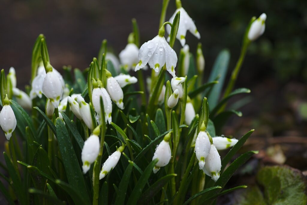 Droogbloemen: kleurrijk en lang houdbaar voor elk interieur